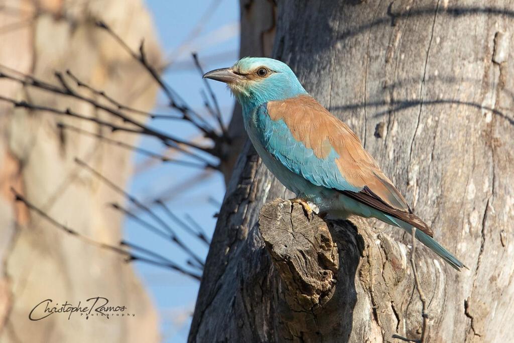 L'Oiseau Bleu Suite Merle Bleu Roubia Ngoại thất bức ảnh